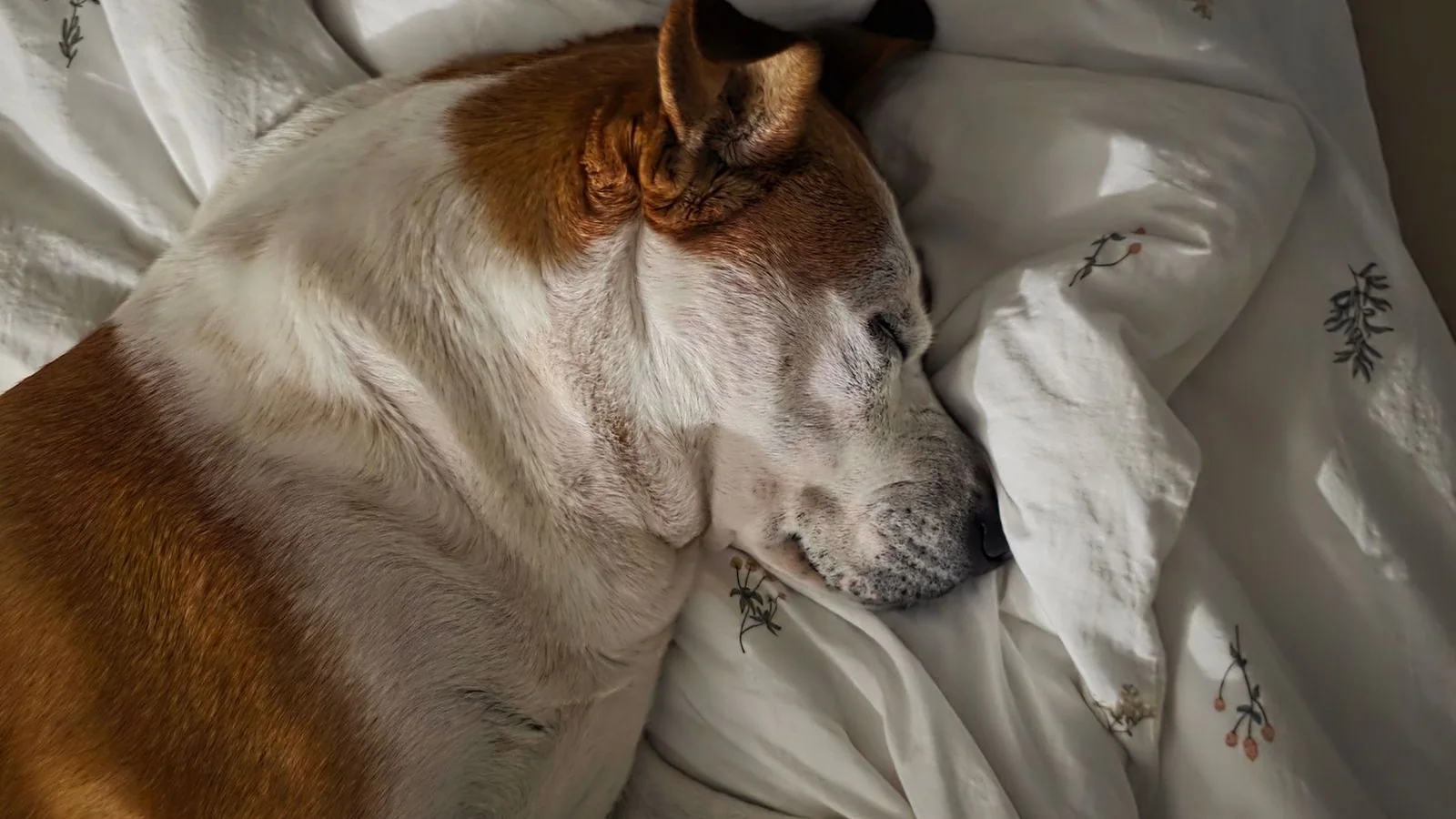 A brown and white dog resting on a bed A brown and white dog resting on a bed
