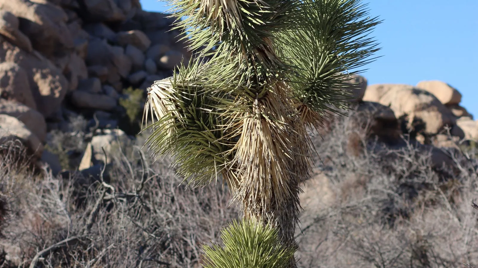 Joshua tree in an arid California landscape Joshua tree in an arid California landscape
